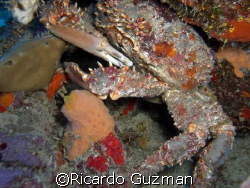 King Crab at The Forest dive site, La Parguera. by Ricardo Guzman 